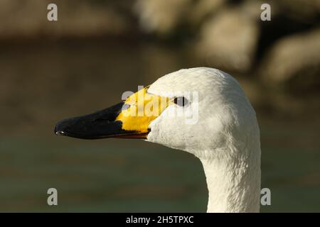 Une photo d'un cygne de Bewick, Cygnus columbianus bewickii, nageant sur un étang de la réserve faunique de la zone humide d'Arundel. Banque D'Images