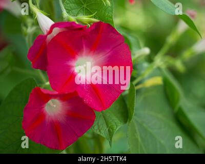 Deux fleurs roses ipomoea, une photo macro.Belles fleurs de couleur magenta. Banque D'Images