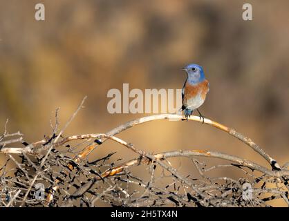 Un bluebird occidental mâle (Sialia mexicana) perche sur une succursale à Woodland Hills, Californie, États-Unis Banque D'Images