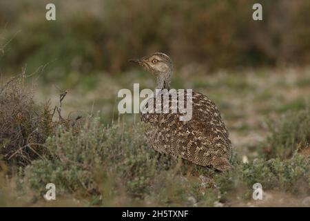 L'outarde Houbara est protégée par un habitat protégé sur Lanzarote.La population est stable mais en déclin dans le monde entier en raison de la chasse et de la perte d'habitat Banque D'Images