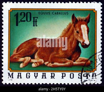 HONGRIE - VERS 1974: Un timbre imprimé en Hongrie montre foal, jeune cheval, vers 1974 Banque D'Images