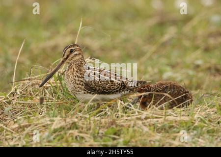 Snipe, trouvé sur le machair sur l'Uist du Nord avec un poussin.Le sol est très sablonneux, avec beaucoup de fossés et de zones humides pour les oiseaux à nourrir. Banque D'Images