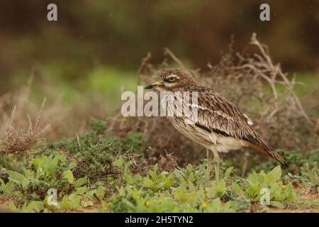 Une espèce résidentielle sur la Lanzarote.Une espèce principalement nocturne mieux observée à l'aube et au crépuscule dans leur habitat semi-désertique ou arable préféré. Banque D'Images