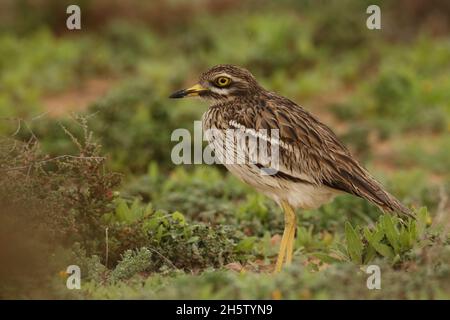 Une espèce résidentielle sur la Lanzarote.Une espèce principalement nocturne mieux observée à l'aube et au crépuscule dans leur habitat semi-désertique ou arable préféré. Banque D'Images