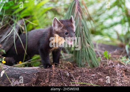 American Pine Marten (Martes americana) Kit bouche ouverte sous le bois et les fougères été - animal captif Banque D'Images