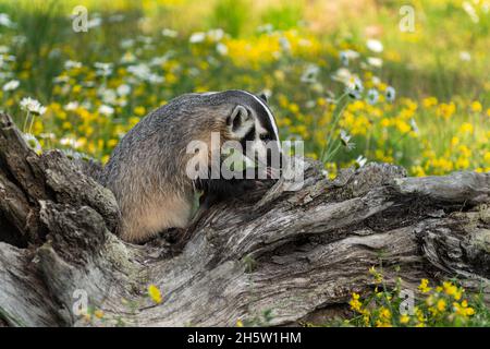 Badger nord-américain (Taxidea taxus) griffes de Cub en Log été - animal captif Banque D'Images