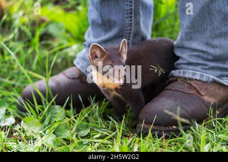 American Pine Marten (Martes americana) Kit se tient entre Handlers Boots bouche ouverte été Banque D'Images