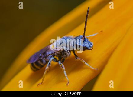 Abeille sauvage sur la fleur jaune de la plante.Gros plan Banque D'Images