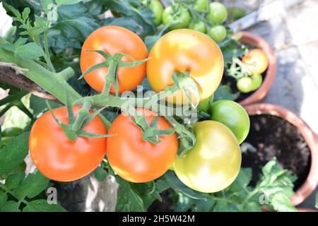 Alicante tomates mûrissant sur la vigne. Banque D'Images