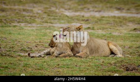 Lionne et ourson du parc national Maasai Mara Kenya, Afrique, Lion et ourson, Simba Banque D'Images