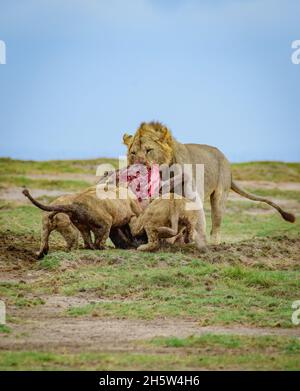 Les petits lions se battent avec le Lion mâle pour la nourriture, les petits lions se battent avec le gros Lion, les Lions se battent pour la nourriture, Simba se battent avec Mufasa, Roi Lion Banque D'Images