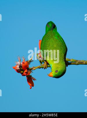 Perroquet suspendu Vernal l'un des plus petits perroquets en Inde. Banque D'Images