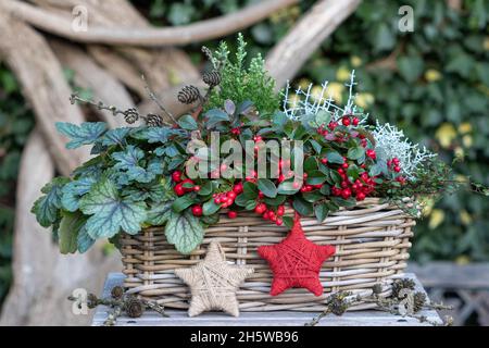 wintergreen, heuchera et buisson de coussin dans le panier comme décoration de jardin d'hiver Banque D'Images