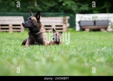 Deux chiens malinois belges, un chiot, un adulte, couchés ensemble dans une herbe verte. Banque D'Images