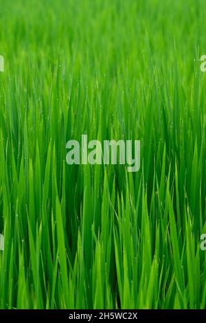 Paddy également connu sous le nom de feuilles de riz dans la ferme.Mise au point sélective utilisée. Banque D'Images