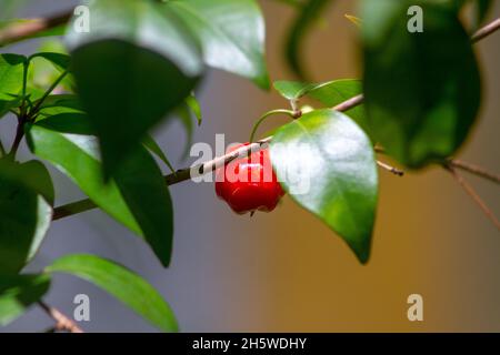 fruits acerola en plein air à rio de janeiro. Banque D'Images