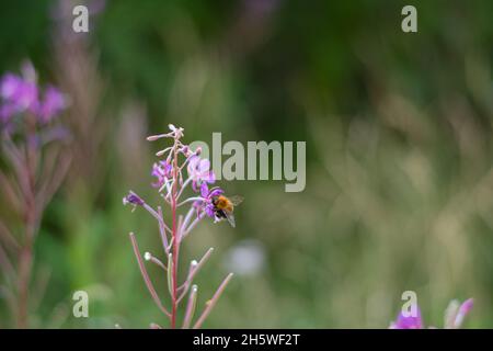 Gros plan de fleurs de printemps pourpres sur le sol dans la lumière du soleil sur un fond vert frais du matin.Lumière du soleil et abeille sur la fleur avec doux Banque D'Images