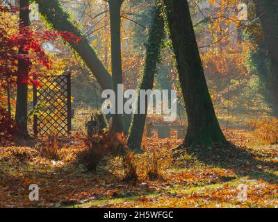 Parc du Manoir dans la ville d'Ilowa en Pologne.C'est la chute, les arbres ont des feuilles jaunes.Les pelouses et les allées sont recouvertes d'une épaisse couche de brun. Banque D'Images