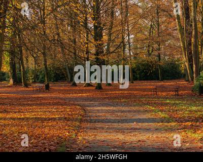 Parc du Manoir dans la ville d'Ilowa en Pologne.C'est la chute, les arbres ont des feuilles jaunes.Les pelouses et les allées sont recouvertes d'une épaisse couche de brun. Banque D'Images