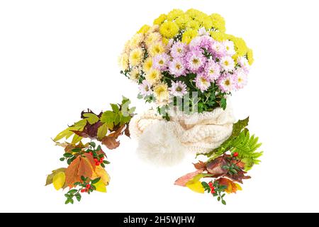 Diverses feuilles d'automne colorées sont autour d'un chrysanthème.Les fleurs sont dans un chapeau de pompon.Chrysanthème aux fleurs de différentes couleurs. Banque D'Images