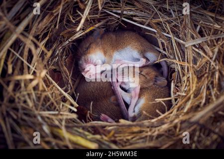 Bébé souris dormant dans un nid en position drôle (Mus musculus) Banque D'Images