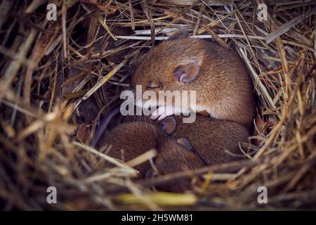 Bébé souris dormant dans un nid en position drôle (Mus musculus) Banque D'Images