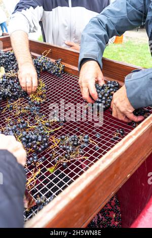 Récolte traditionnelle à la main des raisins et préparation de la fermentation. Banque D'Images