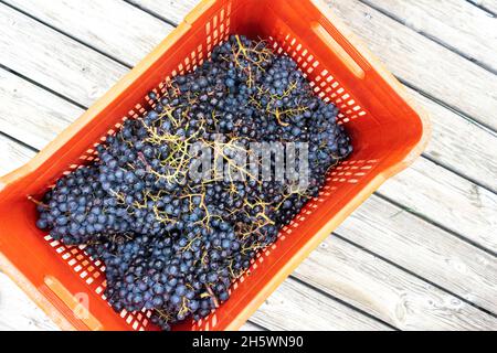 Récolte traditionnelle à la main des raisins et préparation de la fermentation. Banque D'Images