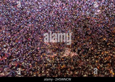 Récolte traditionnelle à la main des raisins et préparation de la fermentation. Banque D'Images