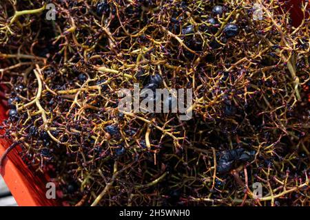 Récolte traditionnelle à la main des raisins et préparation de la fermentation. Banque D'Images