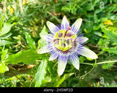 Passiflora inflorescence végétale, vue rapprochée de la floraison Banque D'Images