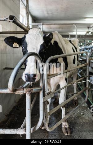 Vache laitière dans un salon de traite de vache avec équipement de traite mécanisé. Banque D'Images