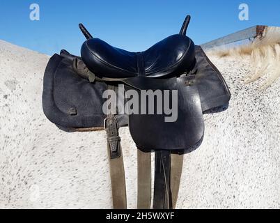 Selle en cuir avec ceintures sur le dos d'un cheval Banque D'Images