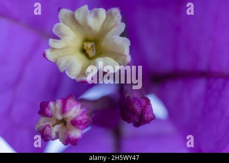 Un détail macro des petites fleurs d'un bougainvilliers lilas Banque D'Images