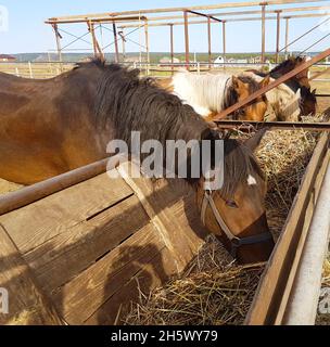 Chevaux dans un club de chevaux mangeant du foin par temps ensoleillé. Portrait d'un cheval brun à l'extérieur Banque D'Images