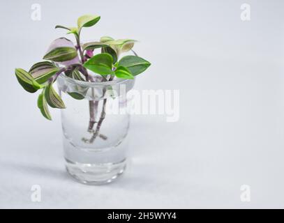 Tradescantia Albiflora tricolor plantes boutures assis dans un verre d'eau, en attendant que les racines se forment - sur fond blanc avec espace de copie Banque D'Images