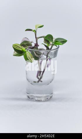 Tradescantia Albiflora tricolor plantes boutures assis dans un verre d'eau, en attendant que les racines se forment - sur fond blanc avec espace de copie Banque D'Images