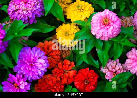 La zinnia commune (Zinnia elegans) est photographiée, le 9 juillet 2011, à Columbus, Mississippi.Les Zinnies sont originaires du Mexique et ont été récoltées pour la première fois en 1789. Banque D'Images