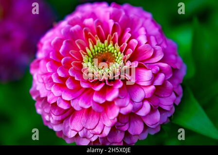 La zinnia commune (Zinnia elegans) est photographiée, le 9 juillet 2011, à Columbus, Mississippi.Les Zinnies sont originaires du Mexique et ont été récoltées pour la première fois en 1789. Banque D'Images