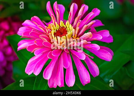 La zinnia commune (Zinnia elegans) est photographiée, le 9 juillet 2011, à Columbus, Mississippi.Les Zinnies sont originaires du Mexique et ont été récoltées pour la première fois en 1789. Banque D'Images