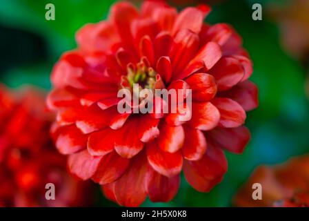 La zinnia commune (Zinnia elegans) est photographiée, le 9 juillet 2011, à Columbus, Mississippi.Les Zinnies sont originaires du Mexique et ont été récoltées pour la première fois en 1789. Banque D'Images