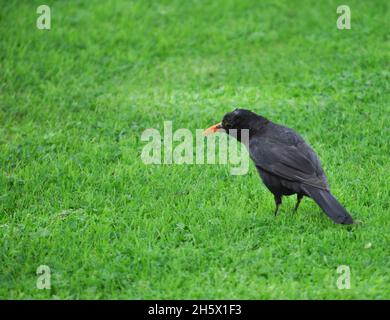 Un mâle blackbird (Turdus merula) debout sur l'herbe avec sa tête coked d'un côté, East Yorkshire, Angleterre Banque D'Images