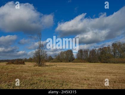 Leipe, Allemagne.09ème novembre 2021.Les nuages se déplacent dans le ciel bleu au-dessus d'une prairie dans le Spreewald.Credit: Patrick Pleul/dpa-Zentralbild/ZB/dpa/Alay Live News Banque D'Images