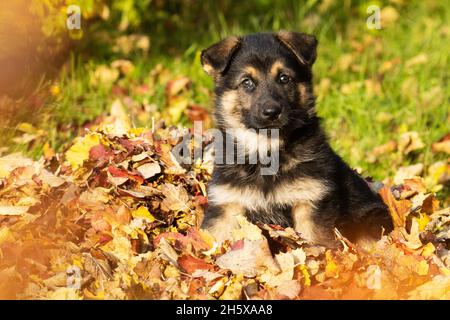 Un petit chiot incroyablement adorable, assis sur des feuilles mortes d'automne en Europe. Banque D'Images