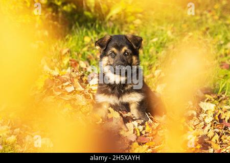 Un petit chiot incroyablement adorable, assis sur des feuilles mortes d'automne en Europe. Banque D'Images