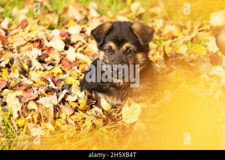 Un petit chiot incroyablement adorable, assis sur des feuilles mortes d'automne en Europe. Banque D'Images