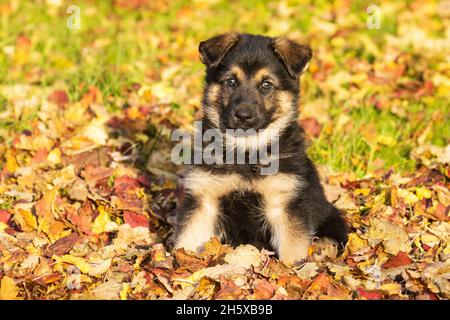 Un petit chiot incroyablement adorable, assis sur des feuilles mortes d'automne en Europe. Banque D'Images