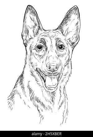 Tête réaliste de berger belge chien malinois vecteur main dessin illustration isolée sur fond blanc.Pour la décoration, les pages de livre de coloriage, de Illustration de Vecteur