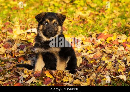 Un petit chiot incroyablement adorable, assis sur des feuilles mortes d'automne en Europe. Banque D'Images