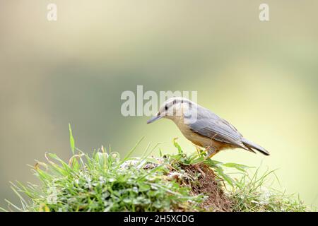 Vue latérale de près de l'adorable oiseau de nuit eurasien installé sur l'herbe verte le jour ensoleillé dans la forêt verte Banque D'Images